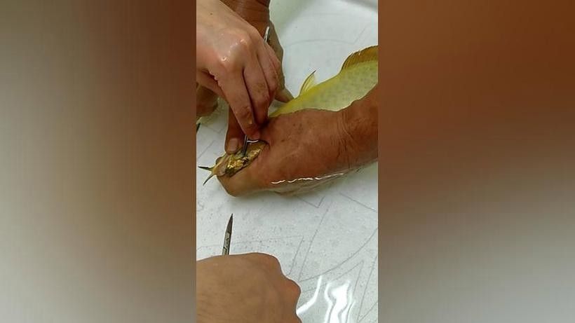 龍魚的視頻和圖片