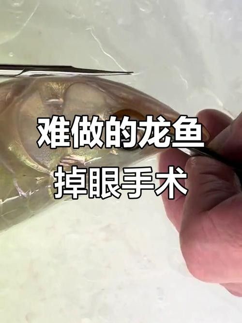 龍魚的視頻和圖片