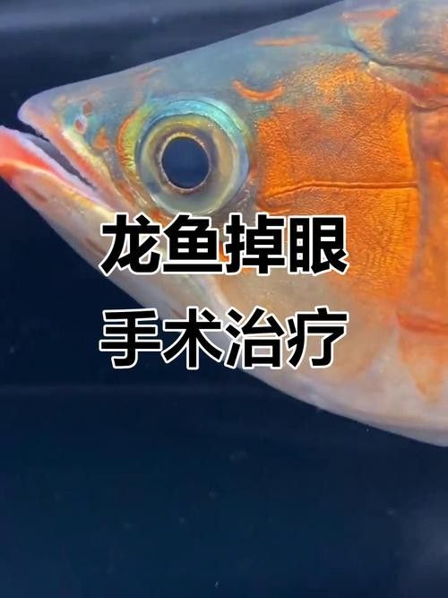 龍魚的視頻和圖片
