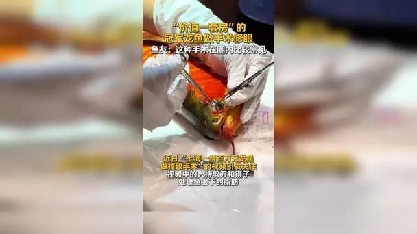 龍魚的視頻和圖片