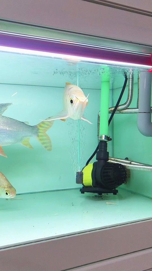 龍魚的視頻和圖片