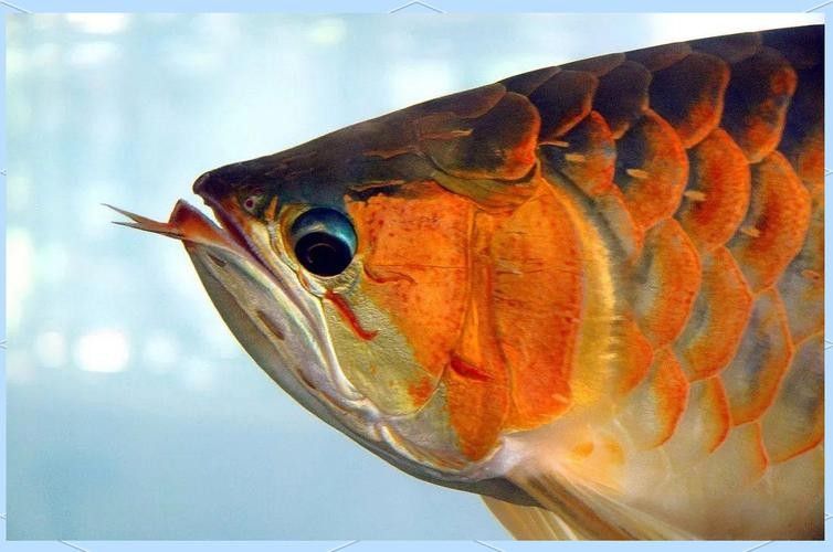 龍魚的視頻和圖片