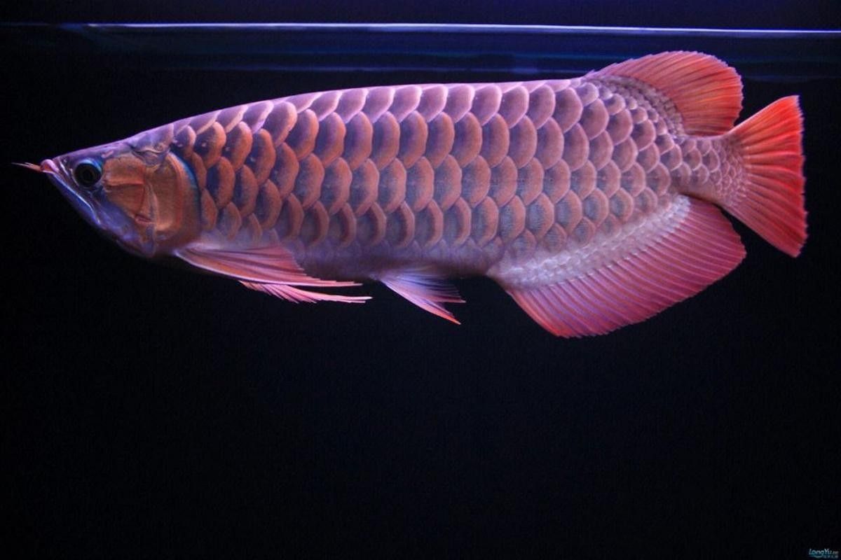 龍魚的視頻和圖片