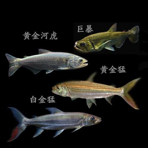 金老虎魚算虎魚嗎
