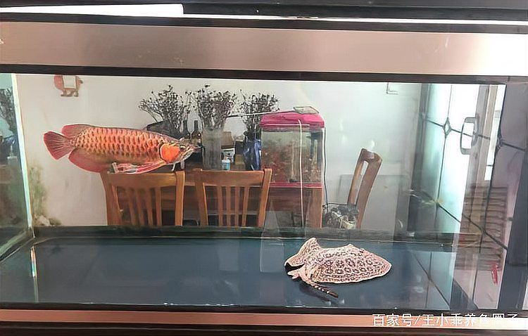 養紅龍喂什么魚好養
