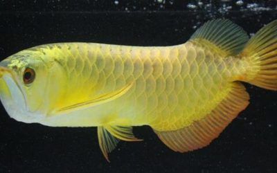 金龍魚有多貴？