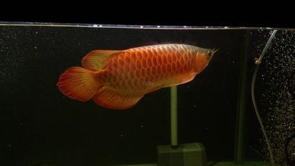 金龍魚有多貴？