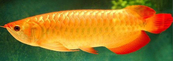 金龍魚可以吃活泥鰍嗎：金龍魚可以吃泥鰍嗎