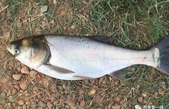 細線銀板魚苗混養食物搭配指南：細線銀板魚苗的混養食物搭配需考慮多種因素，混養時食物搭配需考慮多種因素