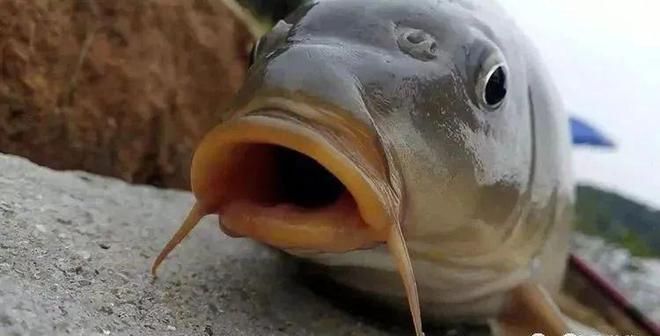 細線銀板魚苗混養食物搭配指南：細線銀板魚苗的混養食物搭配需考慮多種因素，混養時食物搭配需考慮多種因素