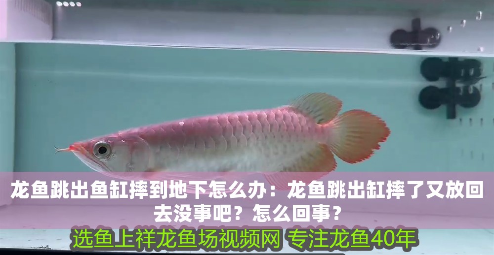 龍魚跳出魚缸摔到地下怎么辦：龍魚跳出缸摔了又放回去沒事吧？怎么回事？