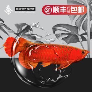 紅龍魚logo（紅龍魚logo設計技巧）