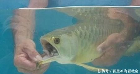 金龍魚不吃食的原因及解決方法：金龍魚不吃食怎么辦