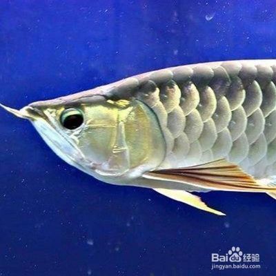 金龍魚不吃食的原因及解決方法：金龍魚不吃食怎么辦