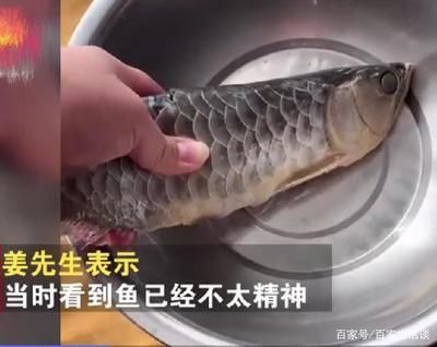金龍魚內(nèi)蒙眼怎么治：金龍魚蒙眼怎么辦