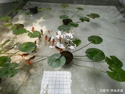 金龍魚內(nèi)蒙眼怎么治：金龍魚蒙眼怎么辦
