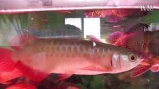 紅龍魚入缸（紅龍魚入缸指南）