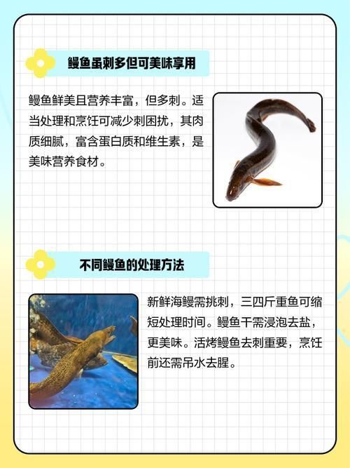 鰻魚去刺圖解 鰻魚去刺圖解 龍魚百科 第1張