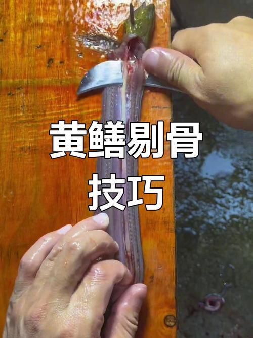 鰻魚去刺圖解 鰻魚去刺圖解 龍魚百科 第5張