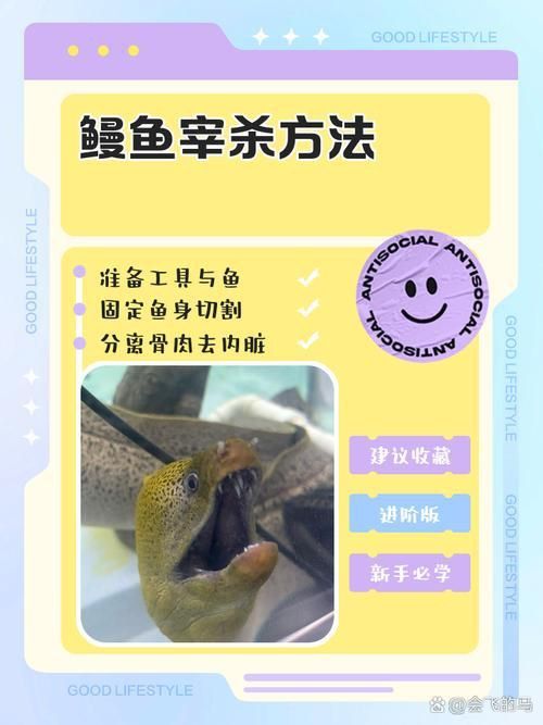 鰻魚去刺圖解 鰻魚去刺圖解 龍魚百科 第6張
