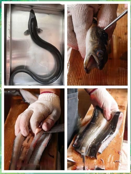 鰻魚去刺圖解 鰻魚去刺圖解 龍魚百科 第4張