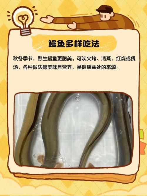 鰻魚去刺圖解 鰻魚去刺圖解 龍魚百科 第9張
