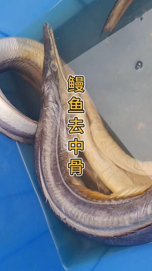鰻魚去刺圖解 鰻魚去刺圖解 龍魚百科 第8張