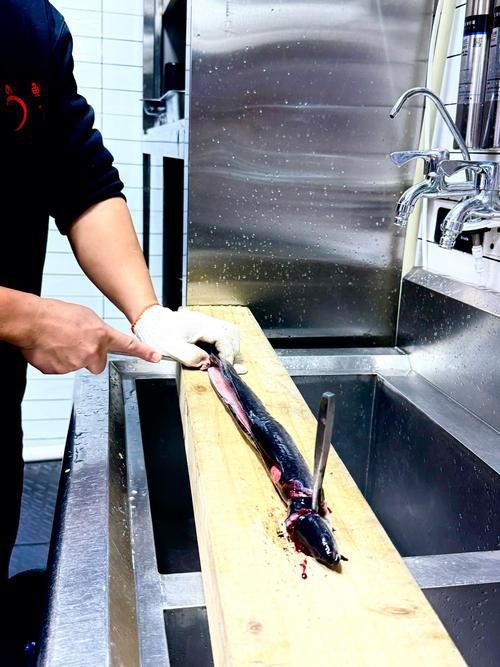 鰻魚去刺圖解 鰻魚去刺圖解 龍魚百科 第12張