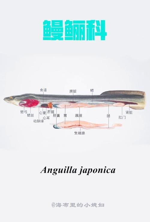 鰻魚去刺圖解 鰻魚去刺圖解 龍魚百科 第10張