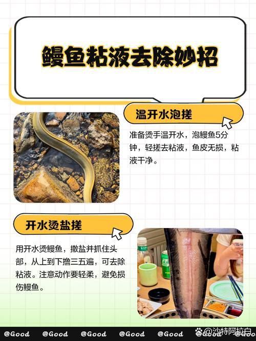 鰻魚去刺圖解 鰻魚去刺圖解 龍魚百科 第13張