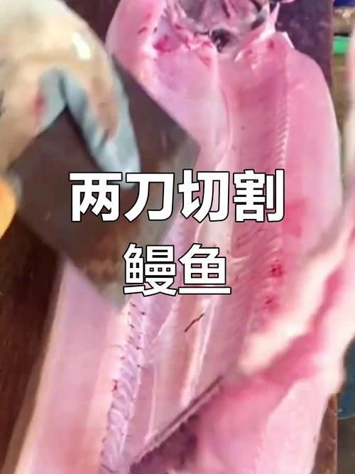 鰻魚去刺圖解 鰻魚去刺圖解 龍魚百科 第16張