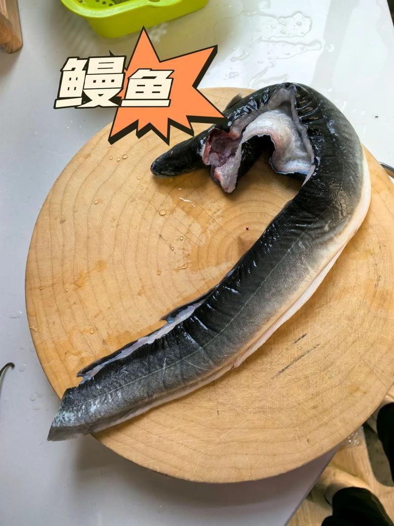 鰻魚去刺圖解 鰻魚去刺圖解 龍魚百科 第22張