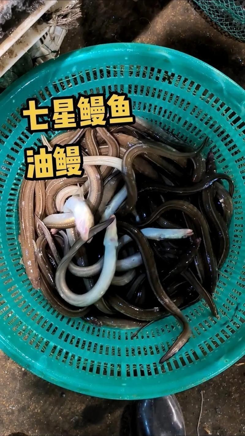 鰻魚去刺圖解 鰻魚去刺圖解 龍魚百科 第23張