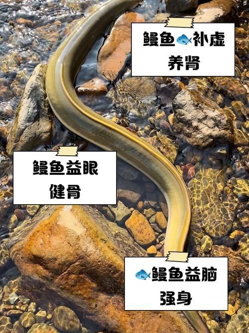 鰻魚去刺圖解 鰻魚去刺圖解 龍魚百科 第24張