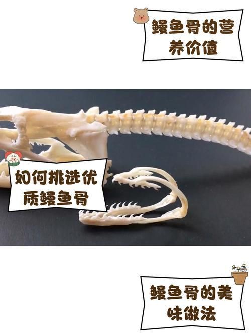 鰻魚去刺圖解 鰻魚去刺圖解 龍魚百科 第26張