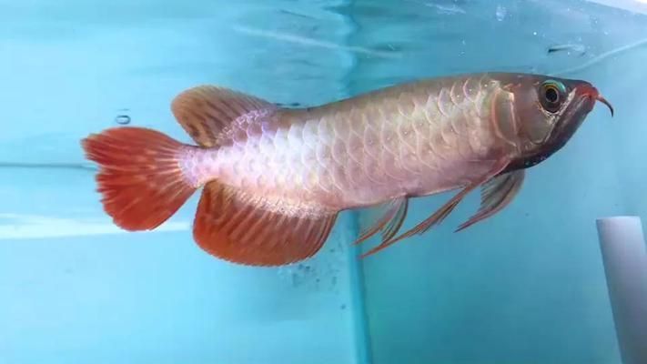 龍魚的顏色和燈光有關系嗎為什么不能養呢:為什么不能養龍魚? 龍魚百科 第4張 龍魚的顏色和燈光有關系嗎為什么不能養呢:為什么不能養龍魚? 龍魚的顏色和燈光有關系嗎為什么不能養呢:為什么不能養龍魚? 龍魚百科 第4張