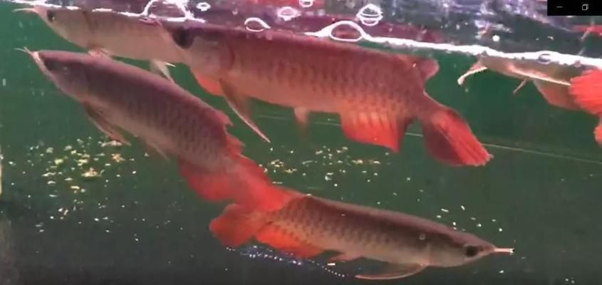 龍魚的顏色和燈光有關系嗎為什么不能養呢:為什么不能養龍魚? 龍魚百科 第5張 龍魚的顏色和燈光有關系嗎為什么不能養呢:為什么不能養龍魚? 龍魚的顏色和燈光有關系嗎為什么不能養呢:為什么不能養龍魚? 龍魚百科 第5張