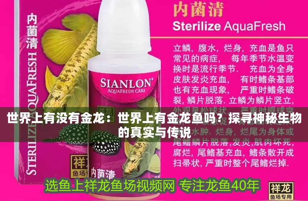世界上有沒有金龍：世界上有金龍魚嗎？探尋神秘生物的真實與傳說
