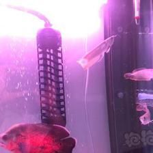 金龍魚鼻子里面是牙齒嗎【金龍魚是否有牙齒在鼻子里】