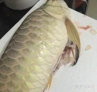 龍魚突然暴斃的原因有哪些？：龍魚突然暴斃可能是由于多種原因引起的，飼養者應注意