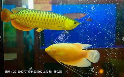 金龍魚比招財魚少24條
