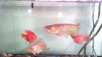 龍魚魚苗多少錢：龍魚魚苗價格一般多少錢