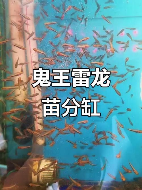鬼王雷龍魚苗