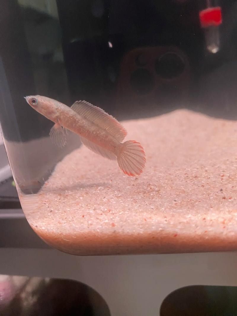鬼王雷龍魚苗