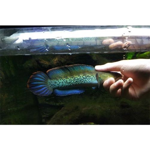 鬼王雷龍魚苗