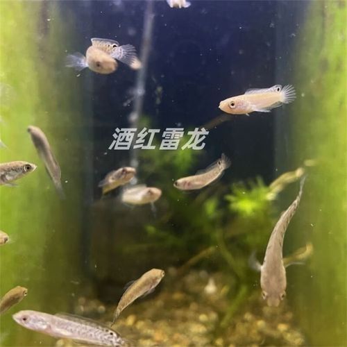 鬼王雷龍魚苗