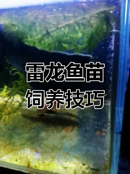 鬼王雷龍魚苗