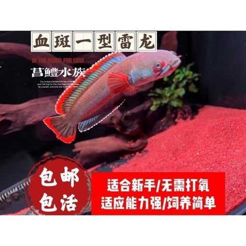 鬼王雷龍魚苗