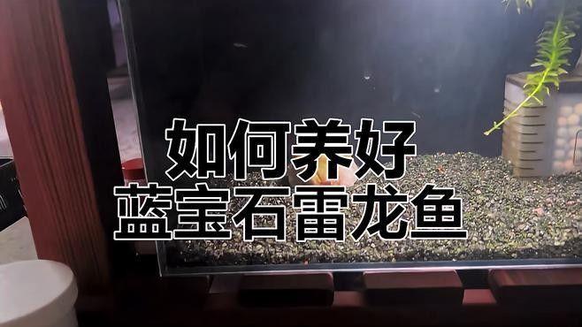 鬼王雷龍魚苗