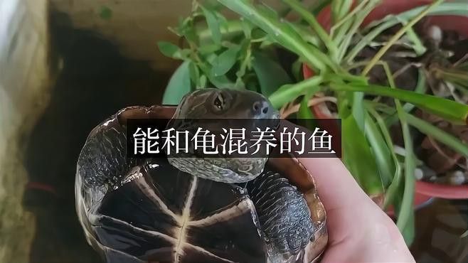 推薦一些適合與龍龜混養(yǎng)的魚(yú)類 推薦一些適合與龍龜混養(yǎng)的魚(yú)類 龍魚(yú)百科 第1張